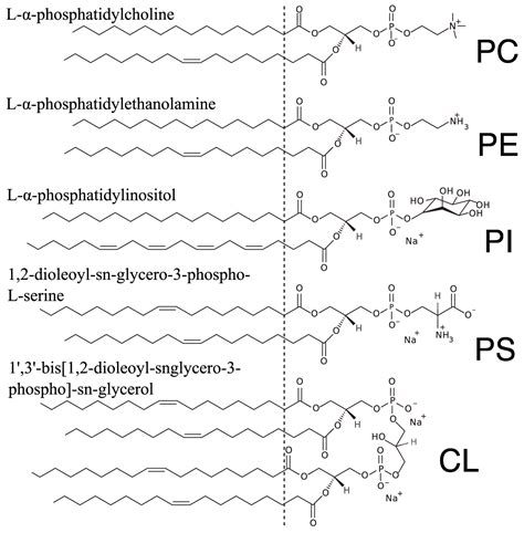 Effect of Cholesterol on the Structure of a Five-Component Mitochondria ...