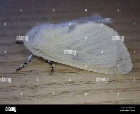 White Satin Moth (Leucoma salicis Stock Photo - Alamy