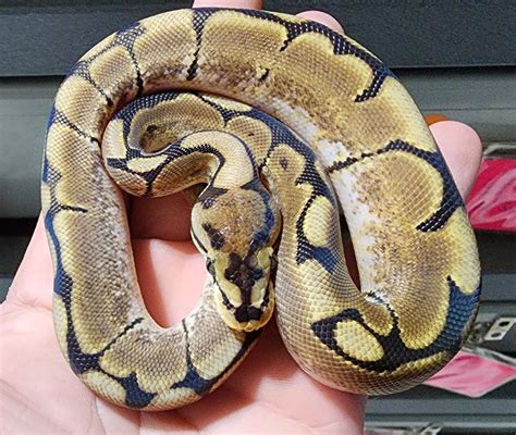 Image result for Desert Ghost Axanthic Ball Python
