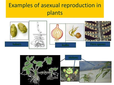 Image result for Types of Plant Reproduction