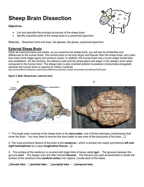 Sheep Brain Dissection Worksheet — db-excel.com