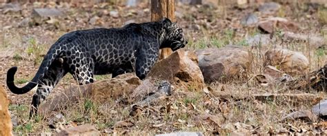 Pench National Park, Pench Tiger Reserve Booking Portal