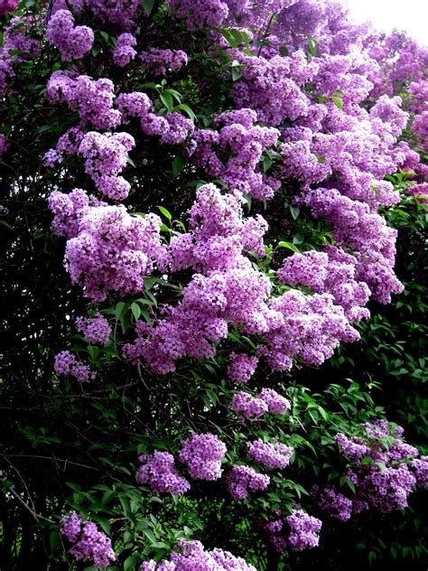 Pictures Of Lilacs Flowers