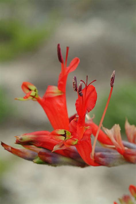 Babiana hirsuta (Lam.) Goldblatt & J.C.Manning | Plants of the World ...