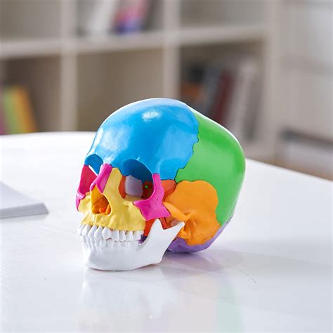 VEVOR Human Skull Model, 22 Parts Human Skull Anatomy, Life-Size Painted Anatomy Skull Model ...