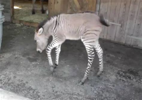 ‘Zonkey’ Born In Italy, Zebra-Donkey Hybrid Is ‘Only One Of His Kind ...