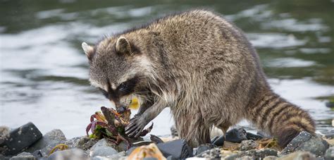 Animals That Eat Raccoons