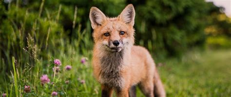 Download wallpaper 2560x1080 fox, muzzle, sight, grass, wildlife dual ...