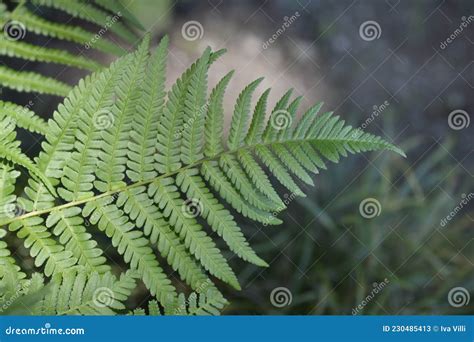 Common male fern stock image. Image of plant, close - 230485413