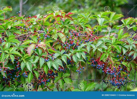 Background with Many Large Green Leaves and Blue Berries of ...