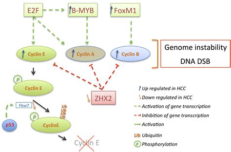 The Complex Relationship between Liver Cancer and the Cell Cycle: A ...