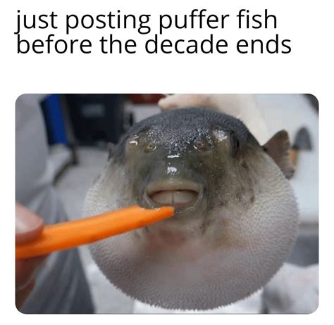 Puffer fish one more time before the decade ends : r/memes