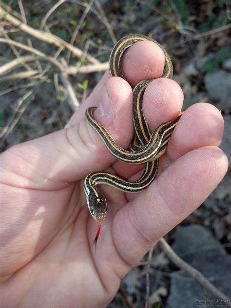 Western Ribbon Snake (Thamnophis proximus) - Psychotic Nature