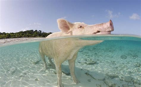 巴哈马多只“游泳小猪” 因被游客灌醉丧命_环球_新民网