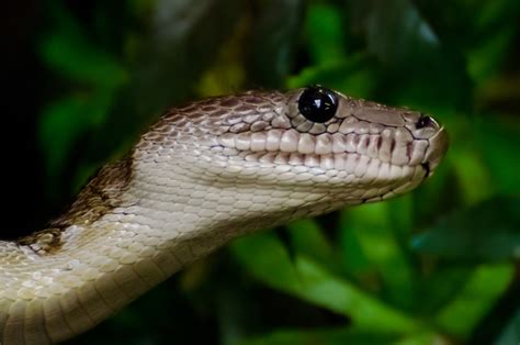 Snake Game Using Python 的图像结果