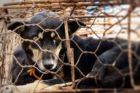 How Did The Yulin Dog Festival Start