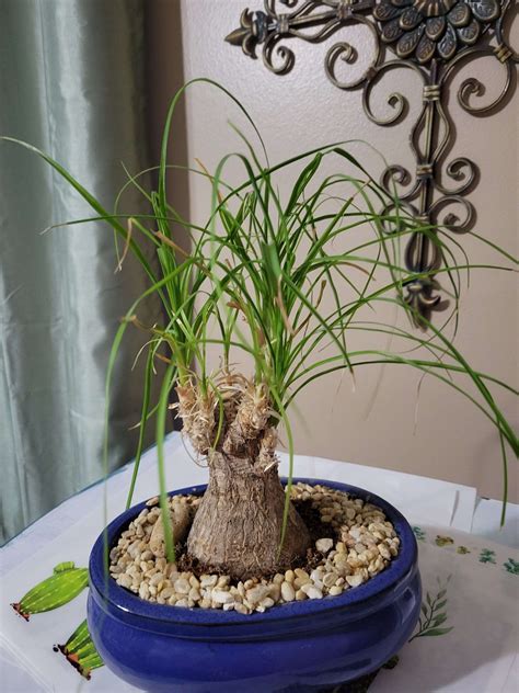 Bonsai Ponytail Palm Tree Care at Sara Sugerman blog