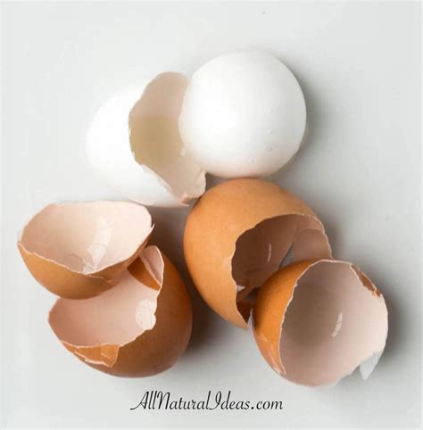 Image result for Egg Shell Recycle