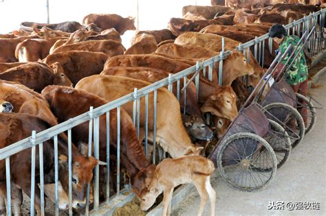 发展养牛全产业链，这家合作社让养殖户发“牛”财！_腾讯新闻
