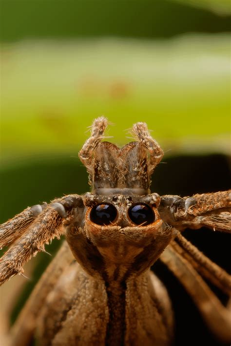 Ogre Faced Spider - Swipe for a wide leg to leg panorama [Macro-OC] : r ...