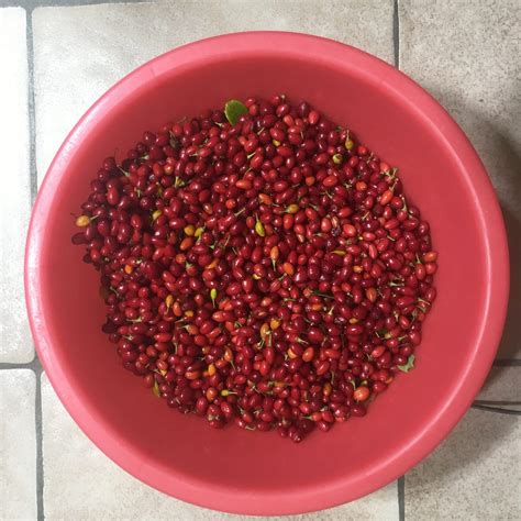 Ubotany and U’s Coca Garden: Coca Seeds and Germination Guide 🌿 | by ...