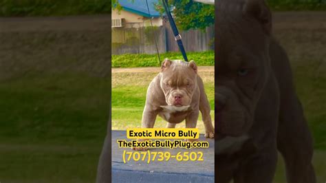 Image result for Bully Silentpatch Install