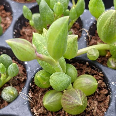 Senecio herreianus - String of Watermelons - Cuttings - Sunnyplants.com