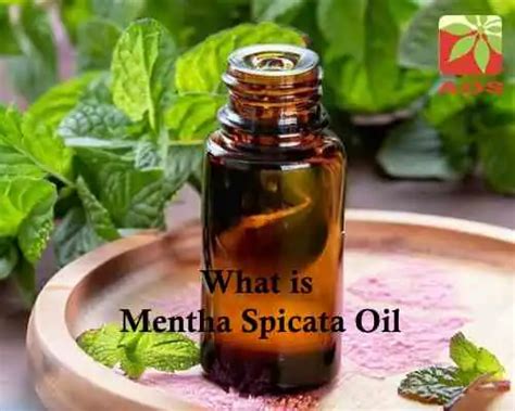 Mentha Spicata Oil: Know Uses for Hair, Skin | AOS Blog