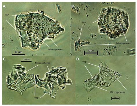 Can Aggregate-Associated Organisms Influence the Fouling in a SWRO ...