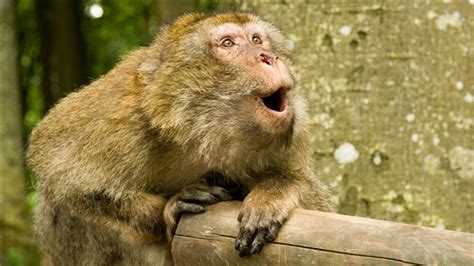 科学家搞清猴子为何不会说话—新闻—科学网