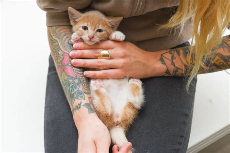 Male Cat Genitalia Picture