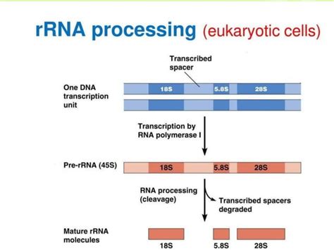 RNA Processing Steps 的图像结果
