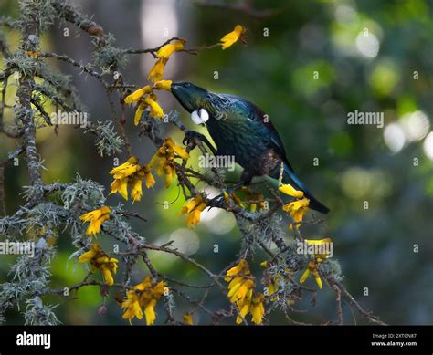 New Zealand native tut bird feeding in a native Kowhai tree Stock Photo - Alamy