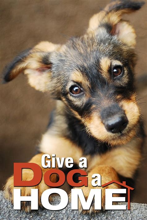 Watch Give a Dog a Home (2019) Online | Free Trial | The Roku Channel ...