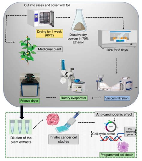 Antiproliferative Activity of Pyracantha and Paullinia Plant Extracts ...
