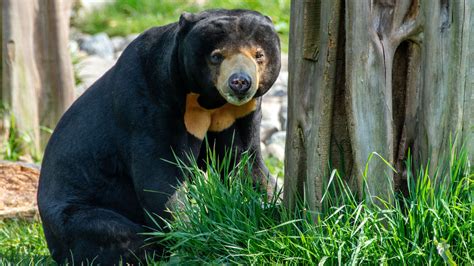 Sun Bear Order at Tayla Currey blog
