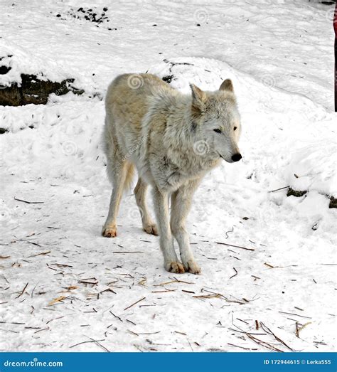 Tundra Wolf Canis Lupus Albus, Also Known As Turukhan Wolf on Snow in ...