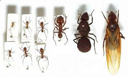 蚁群seo系统 的图像结果