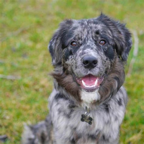 Australian Shepherd Lab Mix Breeders at Lori Allan blog