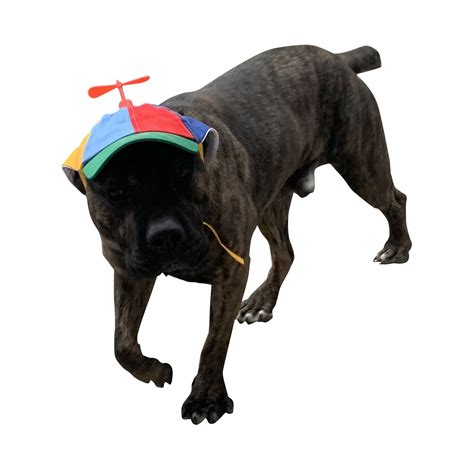 Dog Hats with Funny Propeller, Size and Rope Double Adjustment Pet Hats ...