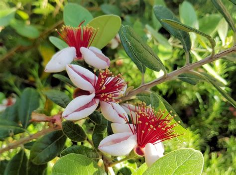 Feijoa sellowiana - Ausemade