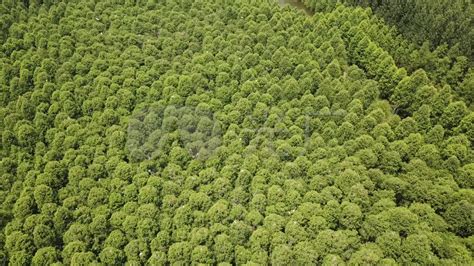 秋天的树林航拍摄影高清摄影大图-千库网