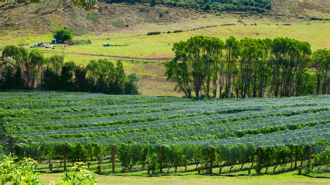 Mark International Pinot Noir Day with a trip to New Zealand's ...