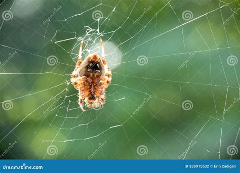 Orb Weaver Spider in New Jersey Stock Photo - Image of venomous, biting ...