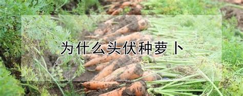 胡萝卜头能种出萝卜吗 —【发财农业网】