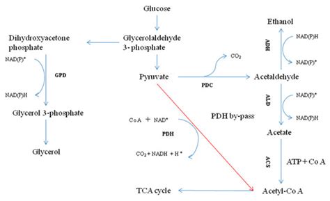 Effect of Metschnikowia pulcherrima on Saccharomyces cerevisiae PDH By ...