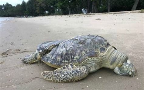 Horrific Images Emerge Showing Endangered Sea Turtle 'Sliced In Half ...