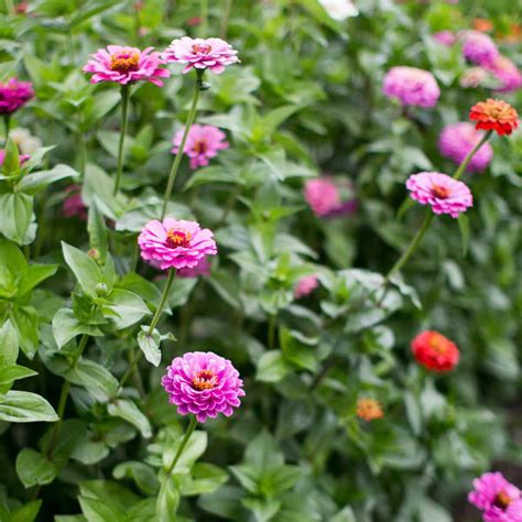 Which Is The Best Book About Flowers For Your Garden Or Collection