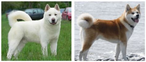 A Survey on Contrastive Self-Supervised Learning