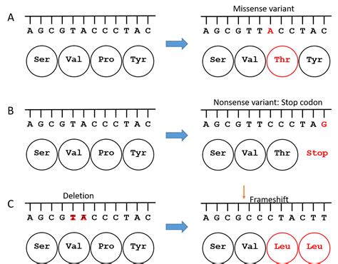 What is PMD — PMD Foundation